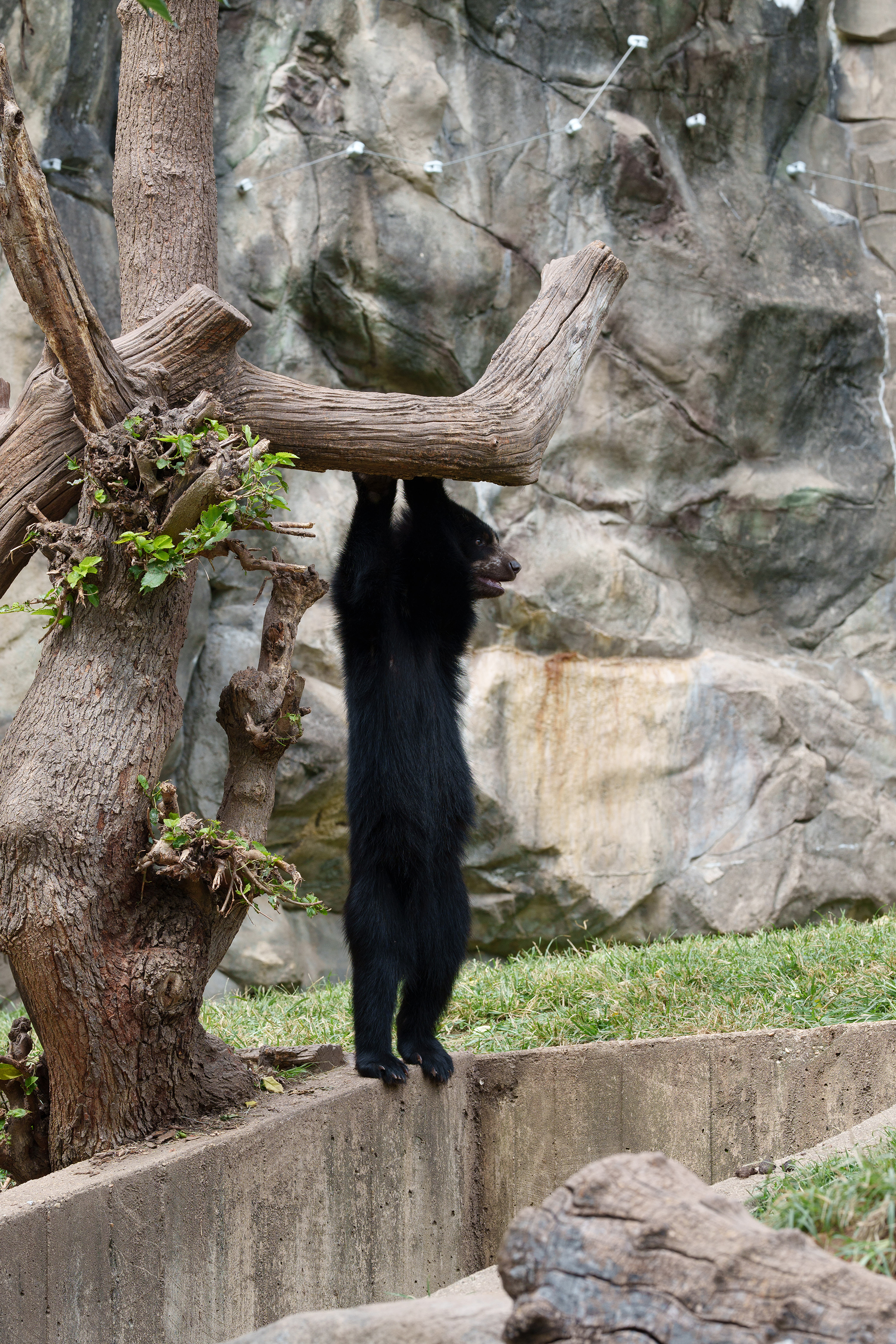 Black Bear Hanging Out